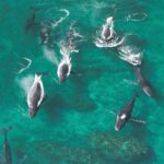 Sail Ningaloo - Humpback whales