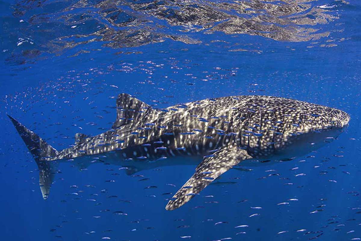 Whale Sharks at Ningaloo Reef
