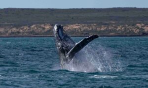 Humpback whale Credit Chromatophores Photography
